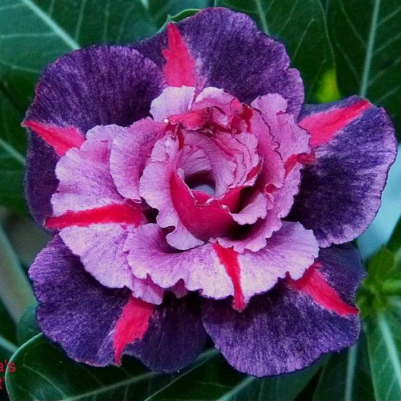 Desert Rose Bulbs *Heat Resistant & Super Easy Care 🏠🌸🌱