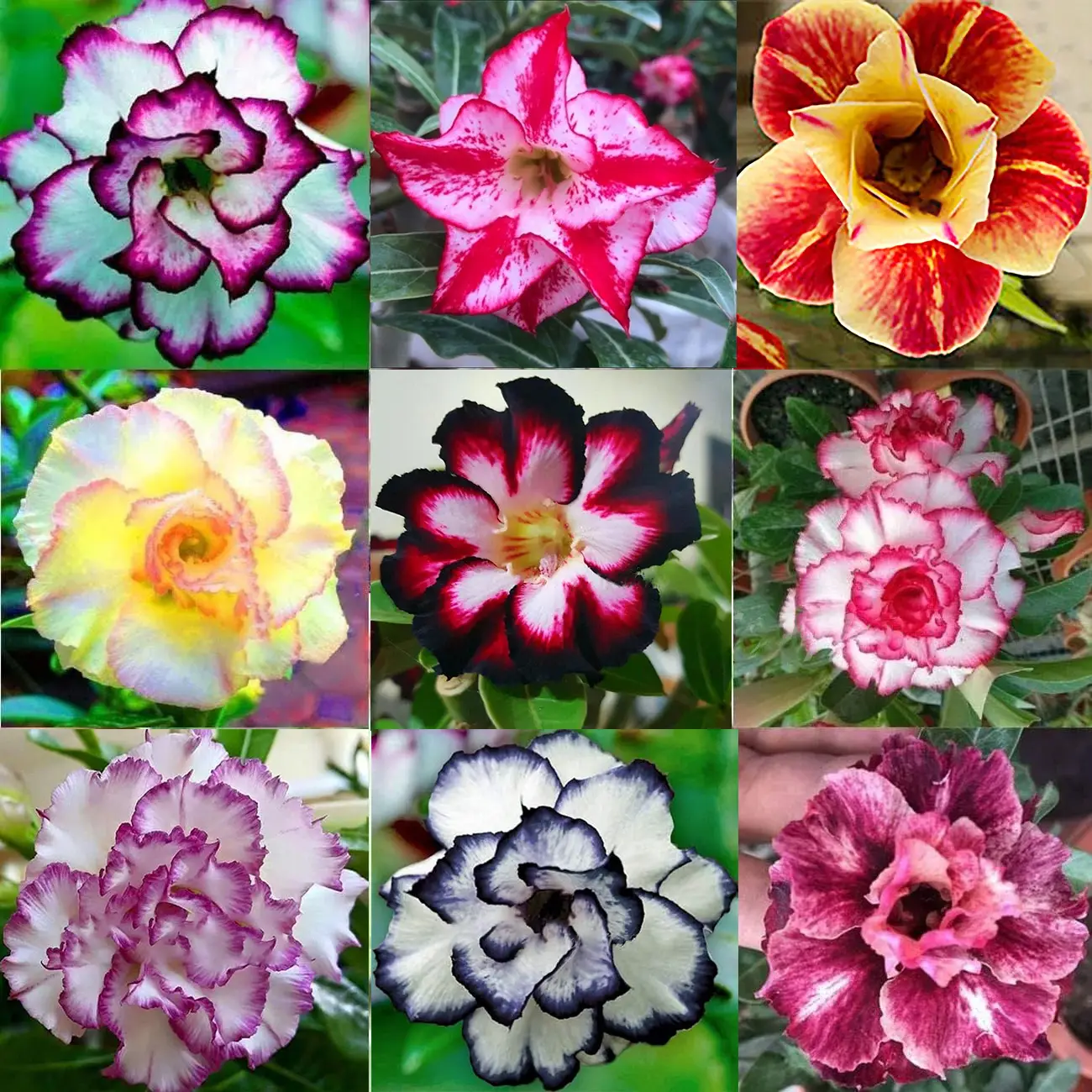 Desert Rose Bulbs *Heat Resistant & Super Easy Care 🏠🌸🌱
