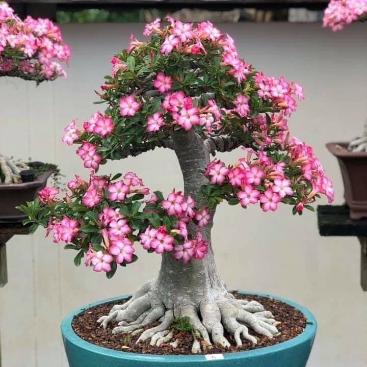 Desert Rose Bulbs *Heat Resistant & Super Easy Care 🏠🌸🌱