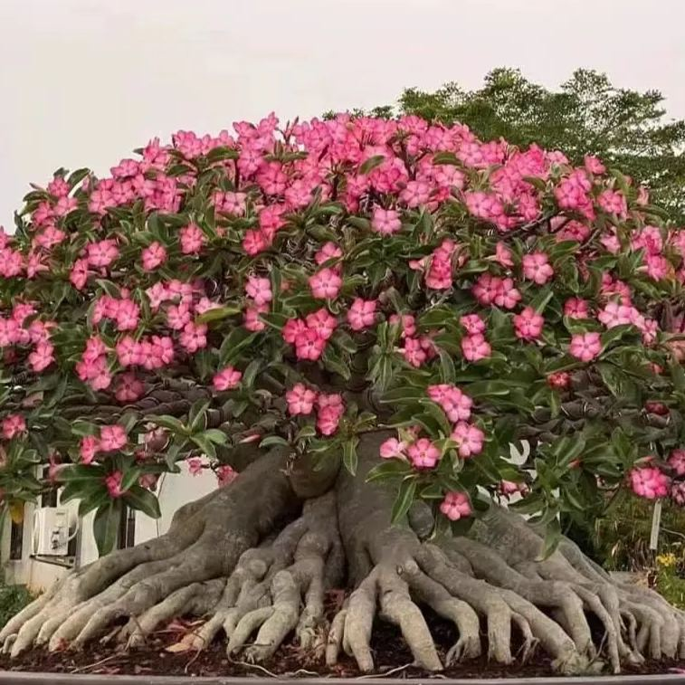 Desert Rose Bulbs *Heat Resistant & Super Easy Care 🏠🌸🌱
