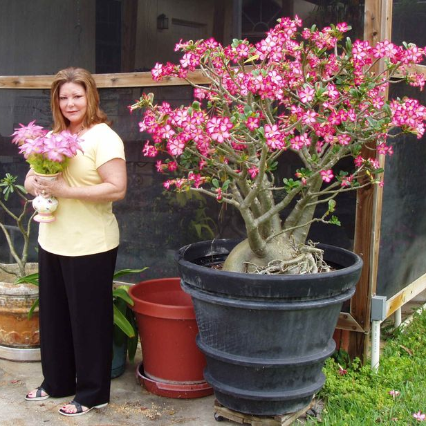 Desert Rose Bulbs *Heat Resistant & Super Easy Care 🏠🌸🌱