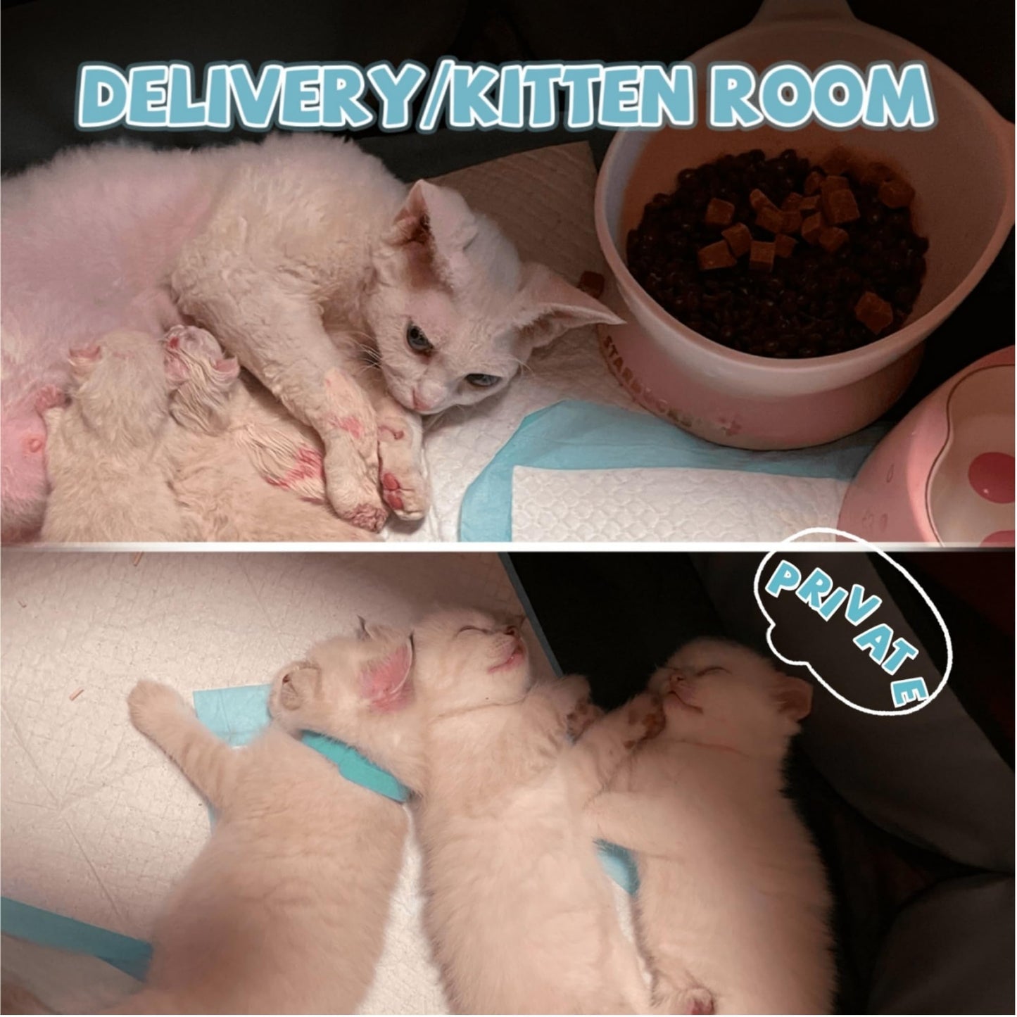 RoamPaws Foldable Soft-Sided Pet Playpen🐱🐶🏠