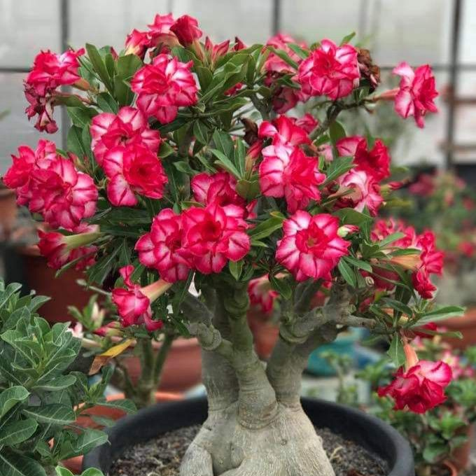 Desert Rose Bulbs *Heat Resistant & Super Easy Care 🏠🌸🌱