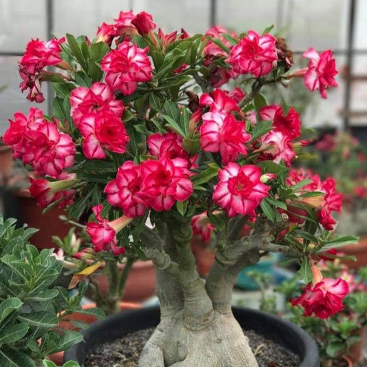 Desert Rose Bulbs *Heat Resistant & Super Easy Care 🏠🌸🌱