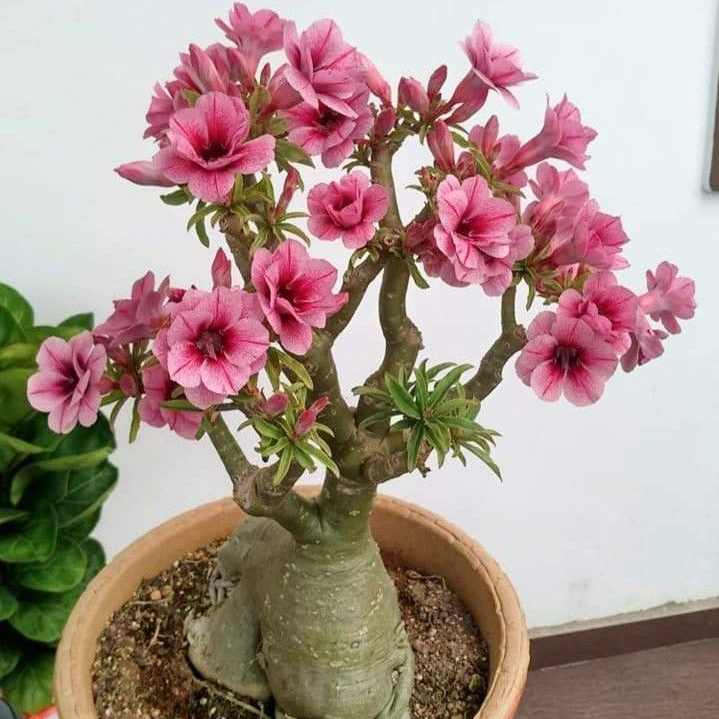 Desert Rose Bulbs *Heat Resistant & Super Easy Care 🏠🌸🌱