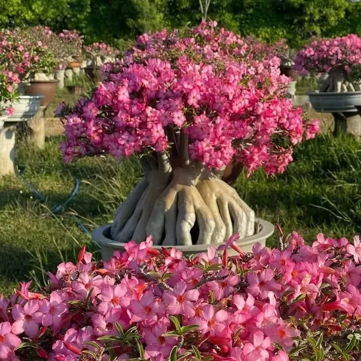 Desert Rose Bulbs *Heat Resistant & Super Easy Care 🏠🌸🌱