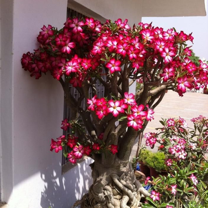Desert Rose Bulbs *Heat Resistant & Super Easy Care 🏠🌸🌱