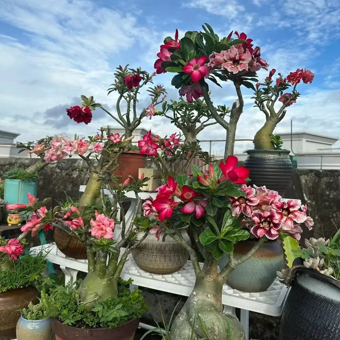 Desert Rose Bulbs *Heat Resistant & Super Easy Care 🏠🌸🌱