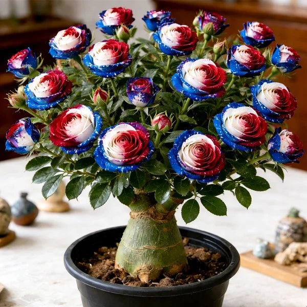 Desert Rose Bulbs *Heat Resistant & Super Easy Care 🏠🌸🌱