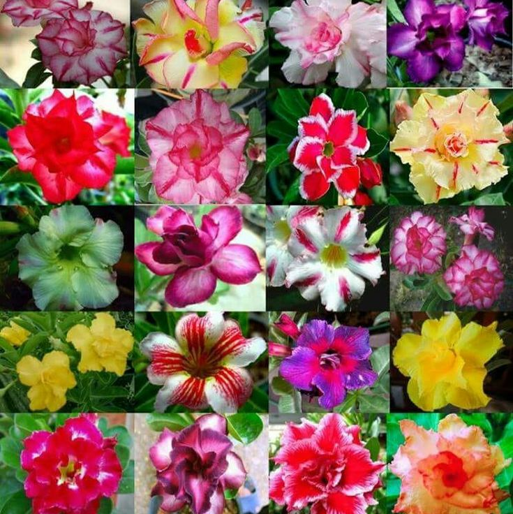 Desert Rose Bulbs *Heat Resistant & Super Easy Care 🏠🌸🌱
