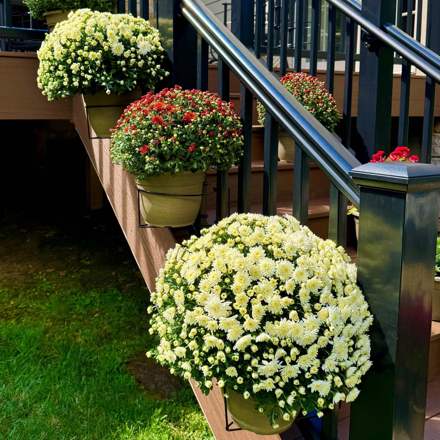 Railing Plant Hook – Adjustable, Tool-Free🪴🔗
