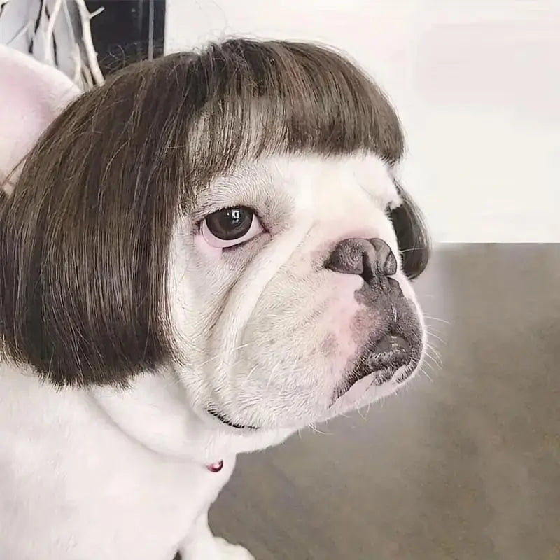 Cute Short Hair Wig Pet Headband – Funny Accessory for Dogs &Cats 🐶🐱🎀