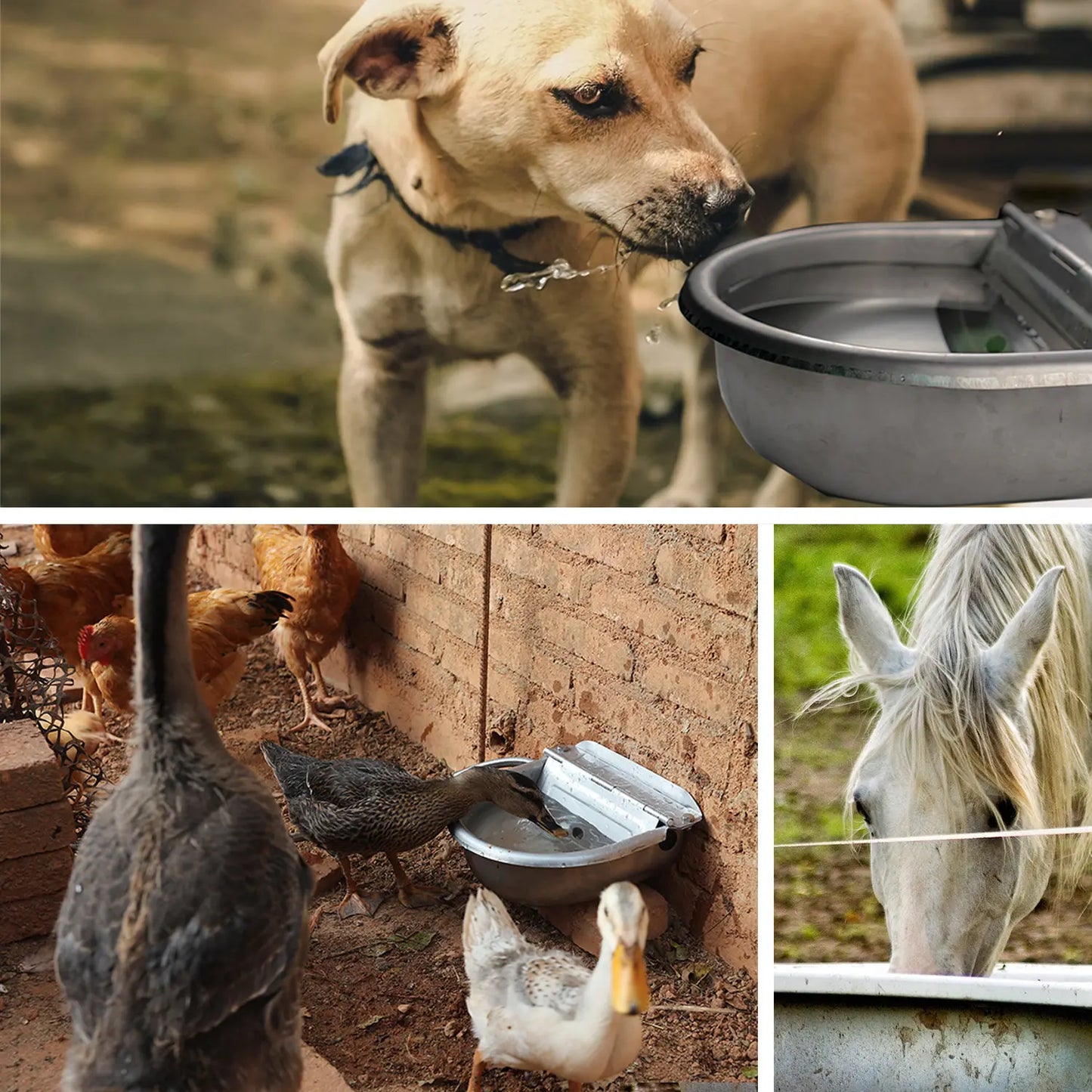 Automatic 304 Stainless Steel Dog Water Bowl – Hose-Connected, Float Valve 🐕💧