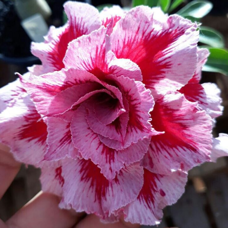 Desert Rose Bulbs *Heat Resistant & Super Easy Care 🏠🌸🌱
