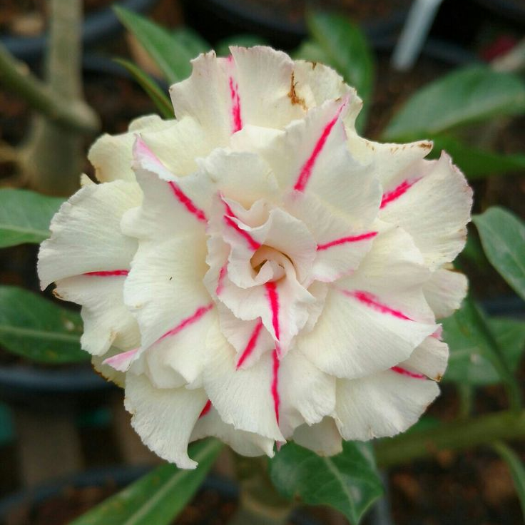 Desert Rose Bulbs *Heat Resistant & Super Easy Care 🏠🌸🌱