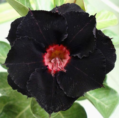 Desert Rose Bulbs *Heat Resistant & Super Easy Care 🏠🌸🌱