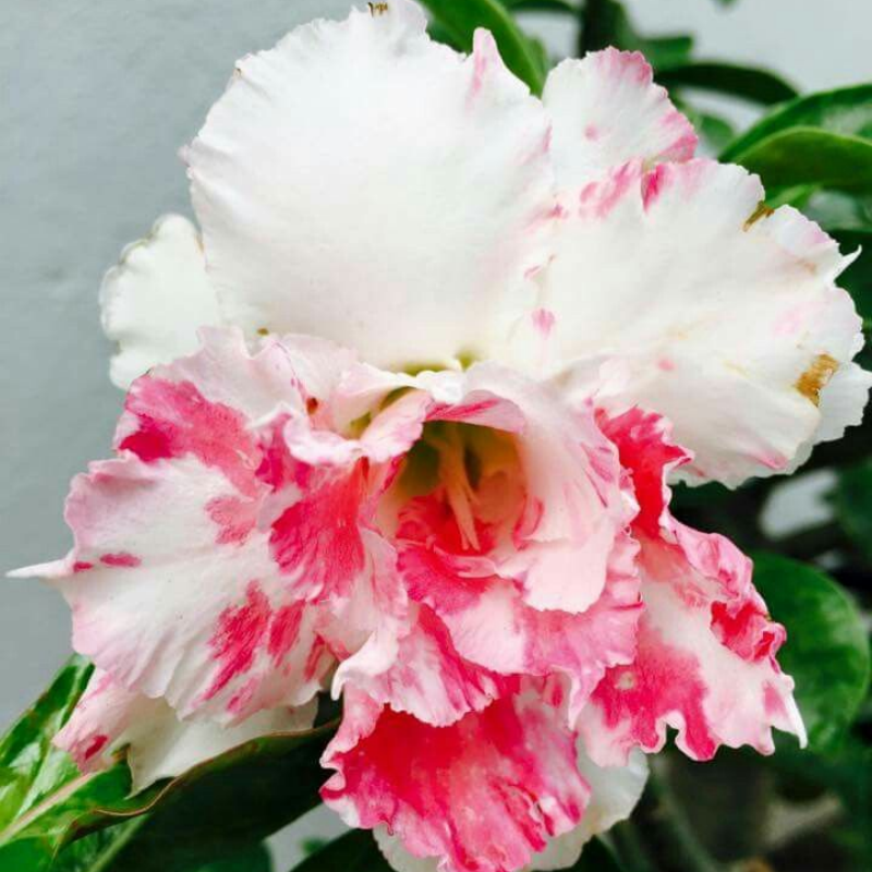 Desert Rose Bulbs *Heat Resistant & Super Easy Care 🏠🌸🌱