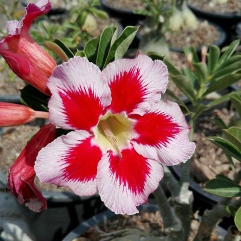 Desert Rose Bulbs *Heat Resistant & Super Easy Care 🏠🌸🌱