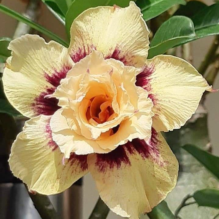 Desert Rose Bulbs *Heat Resistant & Super Easy Care 🏠🌸🌱