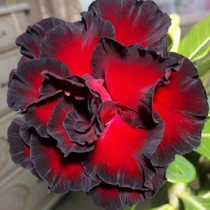 Desert Rose Bulbs *Heat Resistant & Super Easy Care 🏠🌸🌱