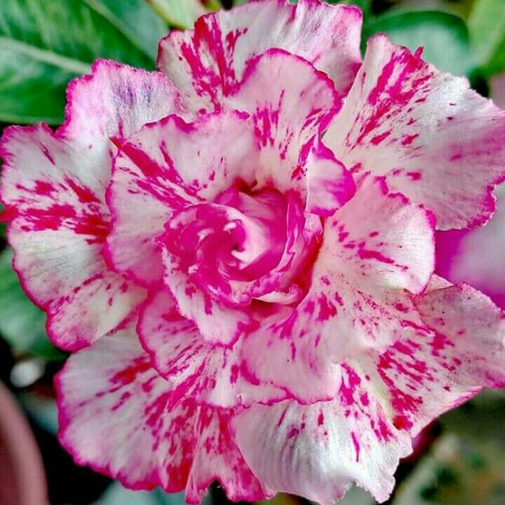 Desert Rose Bulbs *Heat Resistant & Super Easy Care 🏠🌸🌱