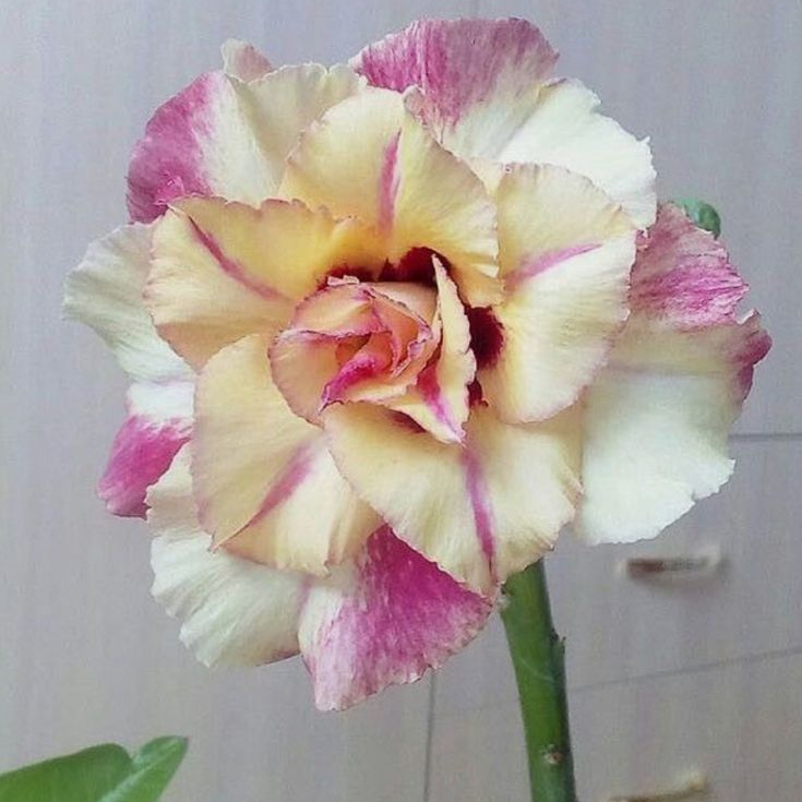 Desert Rose Bulbs *Heat Resistant & Super Easy Care 🏠🌸🌱