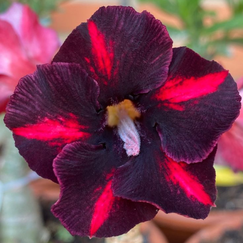 Desert Rose Bulbs *Heat Resistant & Super Easy Care 🏠🌸🌱