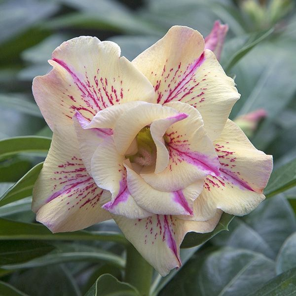 Desert Rose Bulbs *Heat Resistant & Super Easy Care 🏠🌸🌱