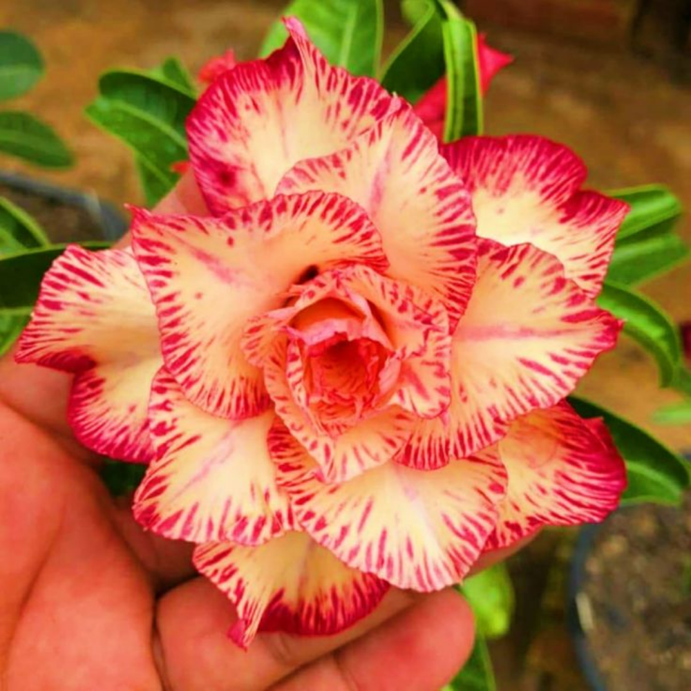 Desert Rose Bulbs *Heat Resistant & Super Easy Care 🏠🌸🌱