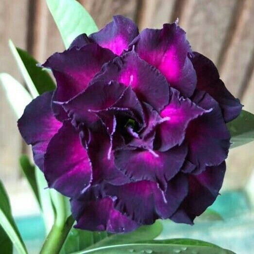 Desert Rose Bulbs *Heat Resistant & Super Easy Care 🏠🌸🌱