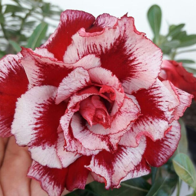 Desert Rose Bulbs *Heat Resistant & Super Easy Care 🏠🌸🌱