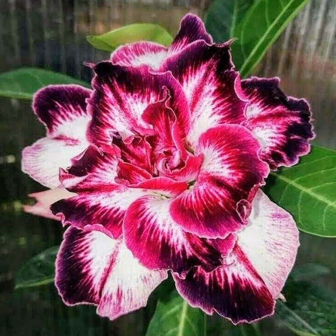 Desert Rose Bulbs *Heat Resistant & Super Easy Care 🏠🌸🌱