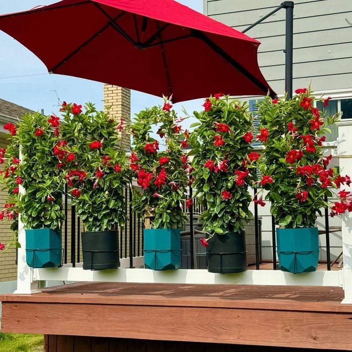 Railing Plant Hook – Adjustable, Tool-Free🪴🔗
