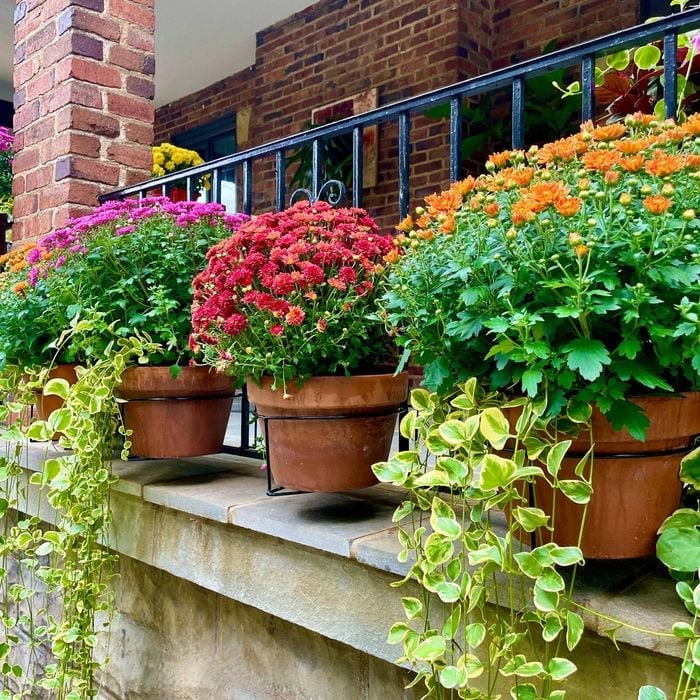 Railing Plant Hook – Adjustable, Tool-Free🪴🔗