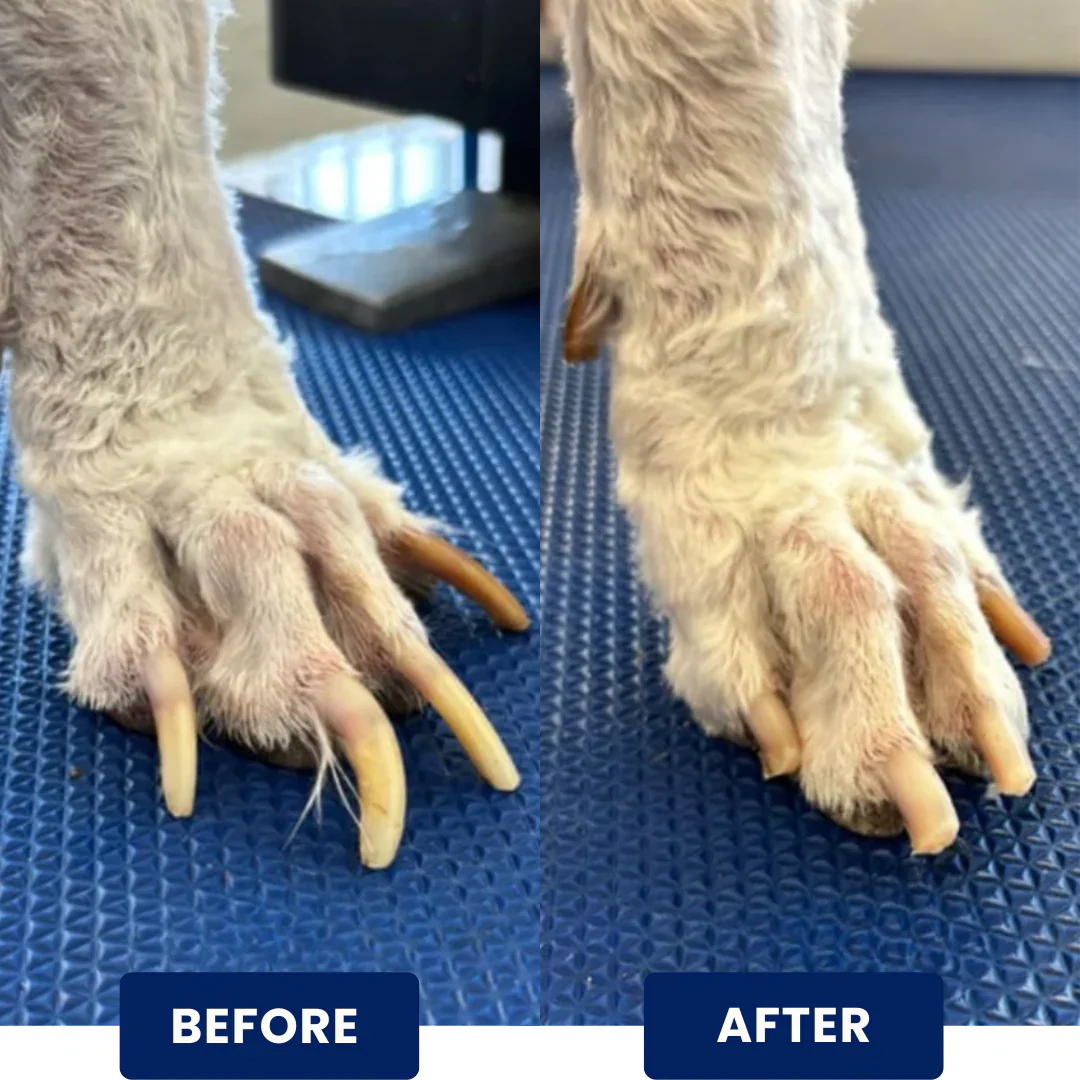 Dog Nail File Board – No Clippers, No Stress, Playtime Trimming 🐾🦴